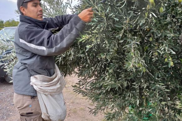 Anticipan cosecha récord de aceitunas en Casa de Piedra