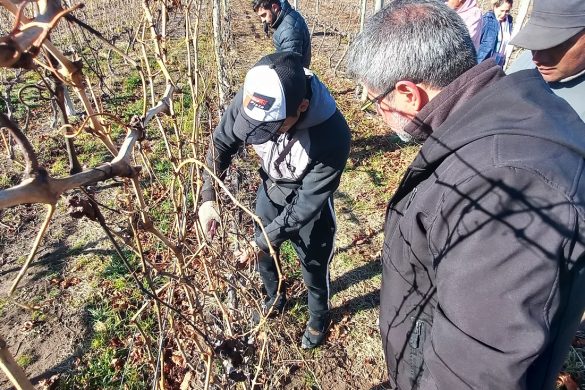 Finalizó el ciclo de capacitaciones para Especialización en viticultura