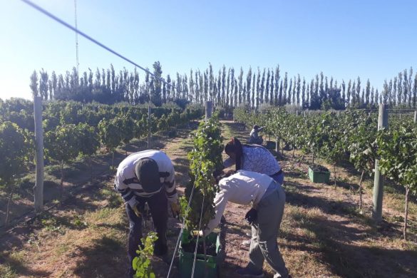 Cosecha récord de uva en Villa Casa de Piedra