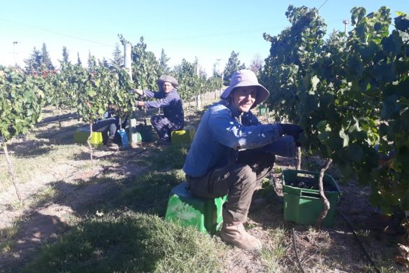 Cosecha récord de uva en Villa Casa de Piedra