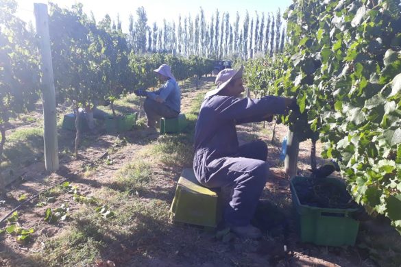 Cosecha récord de uva en Villa Casa de Piedra