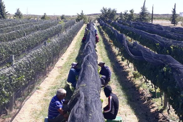 Cosecha récord de uva en Villa Casa de Piedra