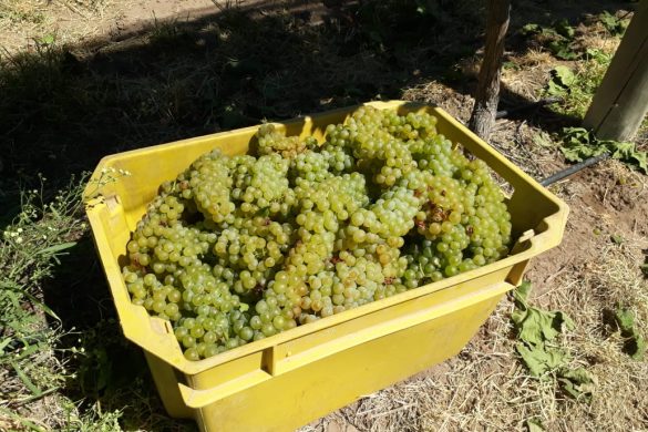 Cosecha récord de uva en Villa Casa de Piedra