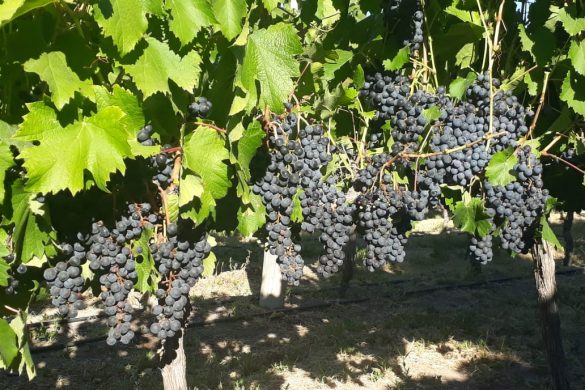 Cosecha récord de uva en Villa Casa de Piedra