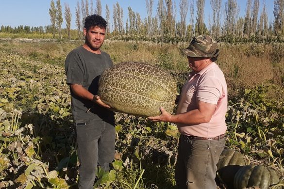 Productores de 25 de Mayo cosecharon zapallos gigantes