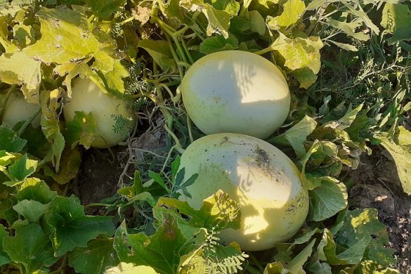 Productores de 25 de Mayo cosecharon zapallos gigantes