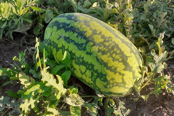 Productores de 25 de Mayo cosecharon zapallos gigantes