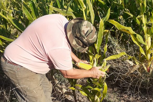 Productores de 25 de Mayo cosecharon zapallos gigantes