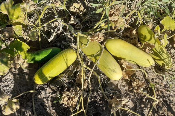 Productores de 25 de Mayo cosecharon zapallos gigantes