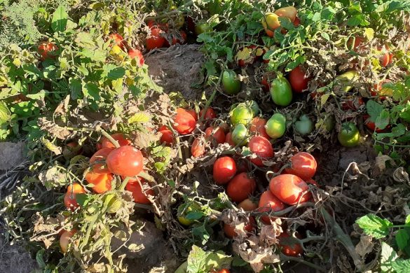 Productores de 25 de Mayo cosecharon zapallos gigantes