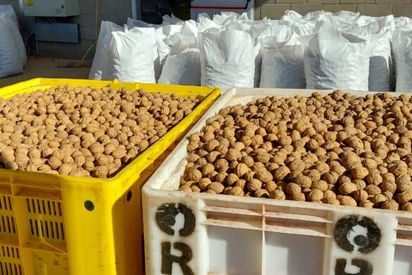 Con más de 200 toneladas, cosecha récord de nueces en 25 de Mayo