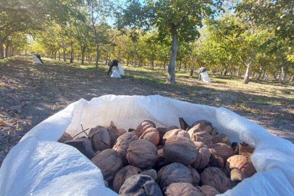 Con más de 200 toneladas, cosecha récord de nueces en 25 de Mayo