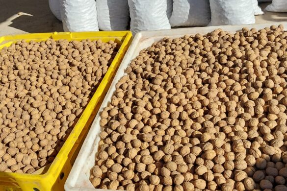 Con más de 200 toneladas, cosecha récord de nueces en 25 de Mayo