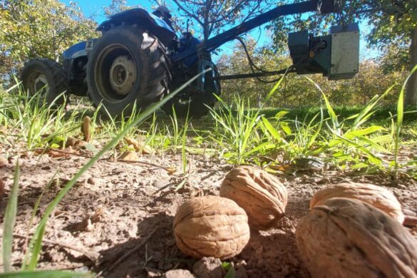 Con más de 200 toneladas, cosecha récord de nueces en 25 de Mayo