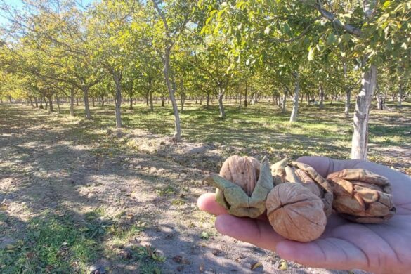 Con más de 200 toneladas, cosecha récord de nueces en 25 de Mayo