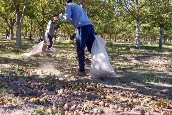 Con más de 200 toneladas, cosecha récord de nueces en 25 de Mayo