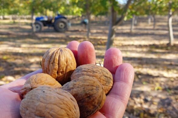 Con más de 200 toneladas, cosecha récord de nueces en 25 de Mayo